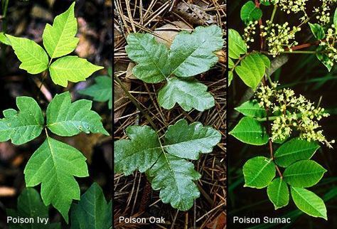 Poison Garden, Poison Oak, Survival Skills Life Hacks, Poisonous Plants, Survival Life Hacks, Survival Life, Poison Ivy, Useful Life Hacks, Plant Life