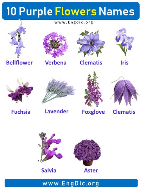 10 Purple Flowers names with Pictures, Flower Names Flowers have always been a part of human culture. They can be used for decoration, to show love, or to convey a message. Here are 10 beautiful purple flowers and their meanings. Purple Flowers names list Salvia Fuchsia Clematis Foxglove Bellflower Lavender Iris Clematis Verbena Aster Purple Flowers names with Pictures Salvia Salvia is a genus of flowering plants grown in gardens and fields all over the world. The most common type of Salvia is t Purple Flowers Name, Purple Flower Types, Flower Names And Meanings, Different Flowers And Their Meanings, Clematis Wedding, Flowers And Their Names, Lavender Name, Salvia Flower, Pretty Flower Names