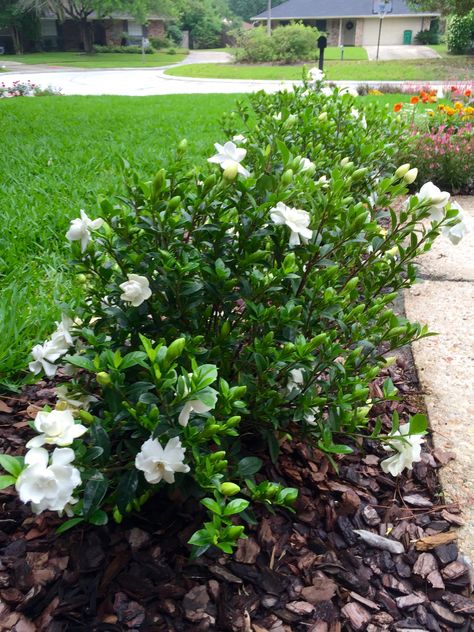 Jubilation Gardenia Gardenia Front Yard, Jubilation Gardenia Front Yards, Gardenias Landscaping Front Yards, Gardenia Landscaping Ideas, Gardenia Hedge, Jubilation Gardenia, Gardenia Landscaping, Gardenia Garden, Gardenia Bush