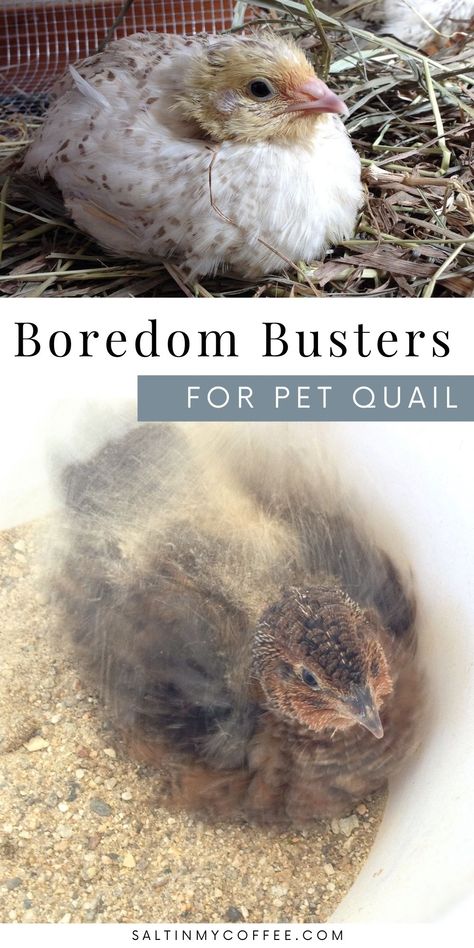 Quail Diet, Quail Toys, Quail Enrichment, Quail Cage Setup, Quail Set Up, Quail Run Ideas, Indoor Quail Cage, Quail Keeping, Quail Dust Bath