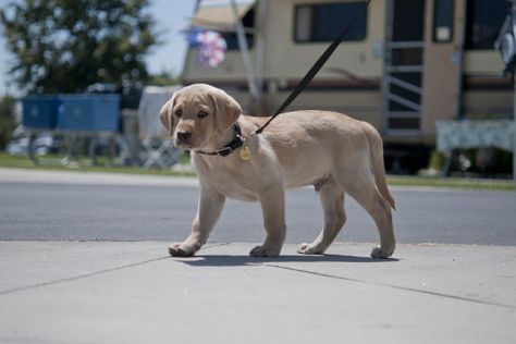 How to Teach a Puppy to Walk on a Leash - American Kennel Club Dog Minding, Easiest Dogs To Train, Dog Behavior Problems, Cesar Millan, Leash Training, Puppy Training Tips, Aggressive Dog, Training Your Puppy, American Kennel Club