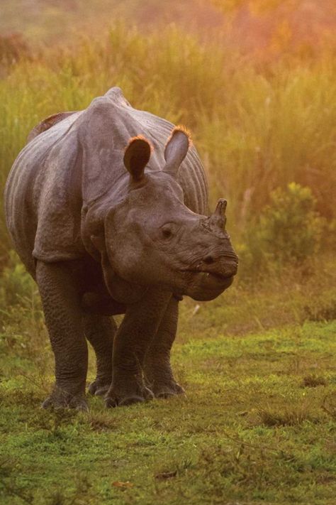 Indian Wildlife Photography, Rhino Photography, One Horned Rhino, The Big Five Animals, Indian Rhino, India Wildlife, Kaziranga National Park, Indian Rhinoceros, Asian Elephants