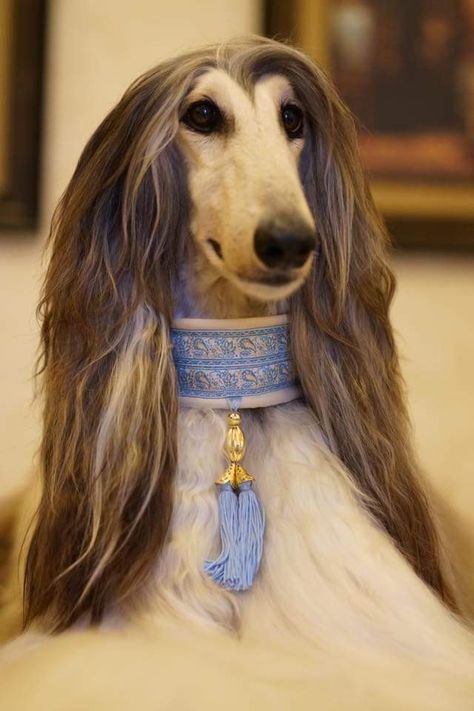 Borzoi Collar, Fancy Dog Collar, Saluki Dogs, Afghan Hounds, Dog Accesories, Most Beautiful Dogs, Luxury Dog Collars, Fancy Dog, Dog Branding