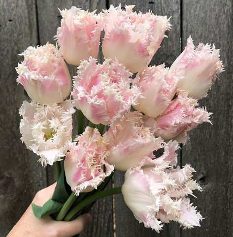 Fringe Tulips, Fringed Tulips, Tulip Aesthetic, Special Plants, Tulip Season, Flower Varieties, Wedding Reception Flowers, Reception Flowers, Plant Aesthetic