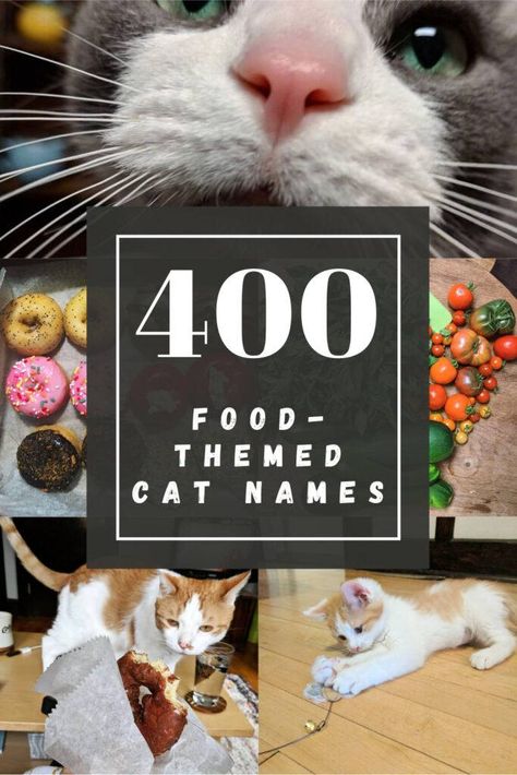 Boy Cat Names, Girl Cat Names, Funny Cat Names, Cute Cat Names, Fruit Names, Food Cat, Kitten Names, Food Inspired, Kitten Food