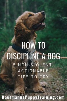 How to discipline a dog Dog Minding, Easiest Dogs To Train, Dog Behavior Problems, Cesar Millan, Dog Brain, Dog Training Techniques, Best Dog Training, Dog Info, Training Your Puppy