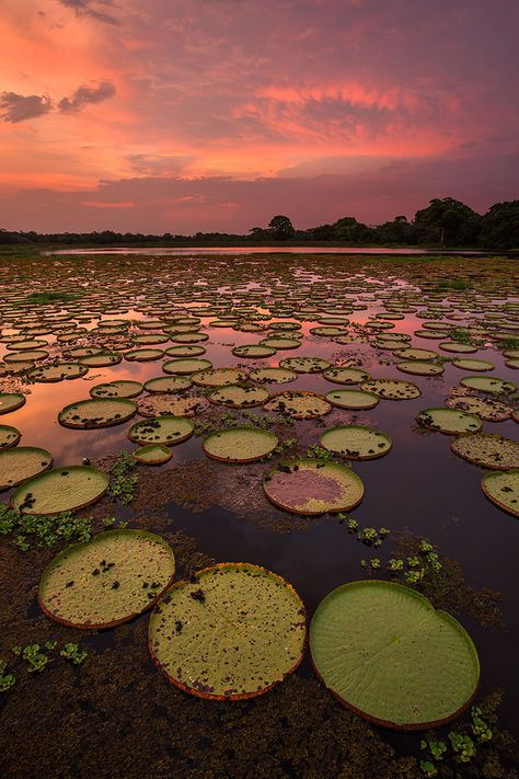 Pantanal of Brazil | Outdoor Photography Guide  #Outdoorphotographyguide Brazil Vacation, Macro Photography Tips, Brazil Culture, Visit Brazil, Brazil Travel, Photography Guide, Being Good, Do You Believe, Outdoor Photography