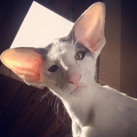 Dobby Cat, Gato Sphynx, Elf Cat, Cornish Rex, Devon Rex, Cat Breed, Sphynx, Pretty Cats, Beautiful Cats