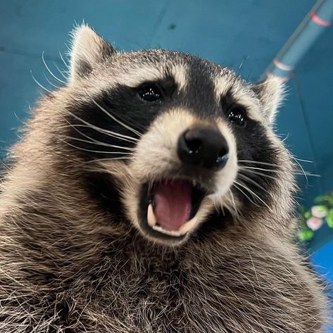 Buff Raccoon, Emo Raccoon, Racoon Funny, Pet Raccoon, Cute Raccoon, Raccoon Funny, Trash Panda, Creature Feature, Silly Animals