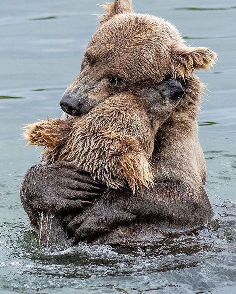 DISSOCEAN™ | WORLD OCEAN on Instagram: “Bear hug 💕🐻🐻 #alaska #bears #love ⠀ ❤️ Like & Save! 👏 Share it in your Story! 👉 Tag your friends! 👉 Turn on post notifications! 🔸 Follow us…” Regnul Animal, Bbc Earth, Earth Pictures, Disney Animals, Wildlife Photos, Bear Hug, Hand Holding, Amazing Animals, Cute Animal Pictures