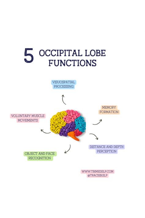 The occipital lobe plays a huge role in vision and perception! Check out my blog post to learn more about the occipital lobe of the brain! Synaptic Pruning, Occipital Lobe, Psychology Notes, Visual Processing, Neural Connections, Brain Facts, Brain Tissue, Magnetic Resonance Imaging, Magnetic Resonance