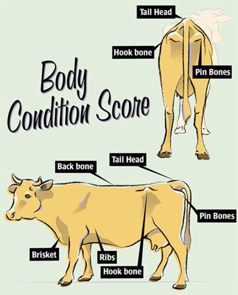 Assess the nutritional status and needs of your beef or dairy cattle with body condition scoring to better communicate that information to your vet. Cattle Showing, Ag Classroom, Livestock Judging, Ag Teacher, Raising Cattle, Raising Farm Animals, Dairy Cattle, Show Cattle, Showing Livestock