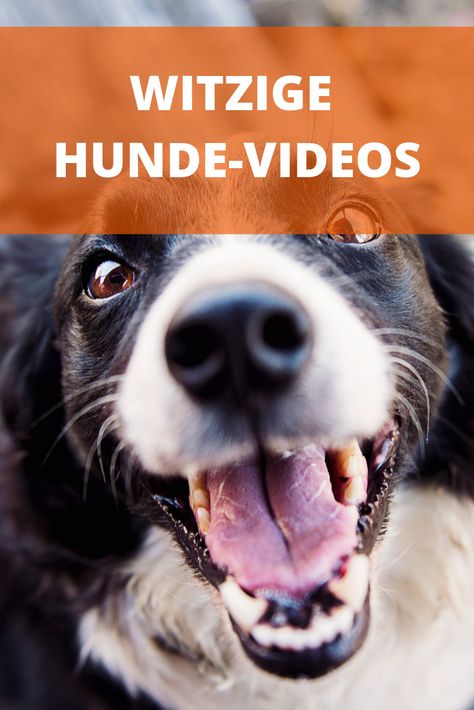 Bestimmt erleben Sie mit Ihrem Hund auch immer wieder witzige Situationen. Denken Sie dann: „Das ist echt zum Totlachen. Hätte ich das nur auf Video aufgenommen“. Kein Problem, hier können Sie über lustige Hunde-Videos lachen. #Hunde #Videos #lustig #HundeVideos Dogs, Animals, Quick Saves, Art