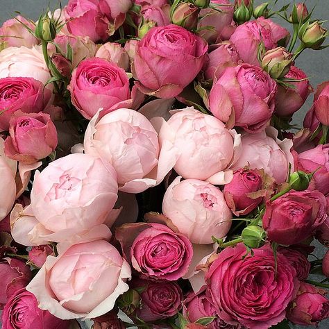 Dark Pink Peonies, Thornless Roses, Floral Farm, Flower Composition, نباتات منزلية, Bouquet Arrangements, Beautiful Blooms, Pink Peonies, Flowers Nature