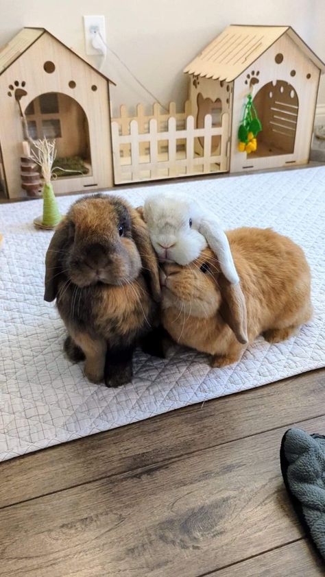 Mini Lop Bunnies, Pet Rabbit Care, Bunny Room, Pet Bunny Rabbits, Indoor Rabbit, Mini Lop, Bunny Care, Cute Bunny Pictures, Bunny Mom