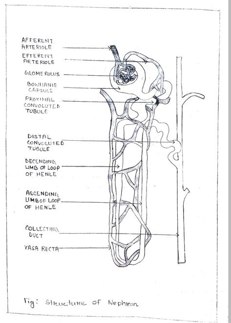 Structure Of Nephron, Humanoid Sketch, Drawings, Quick Saves