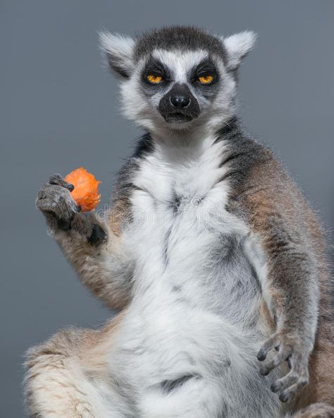 Ring Tailed Lemur Eating Carrot. A Ring Tailed Lemur eats its lunch at Taronga Z , #Affiliate, #Eating, #Carrot, #Lemur, #Ring, #Tailed #ad Ring Tailed Lemur, Holding Fruit, Animal References, Animal Study, Interesting Animals, Unusual Animals, Silly Animals, Baby Puppies, Primates