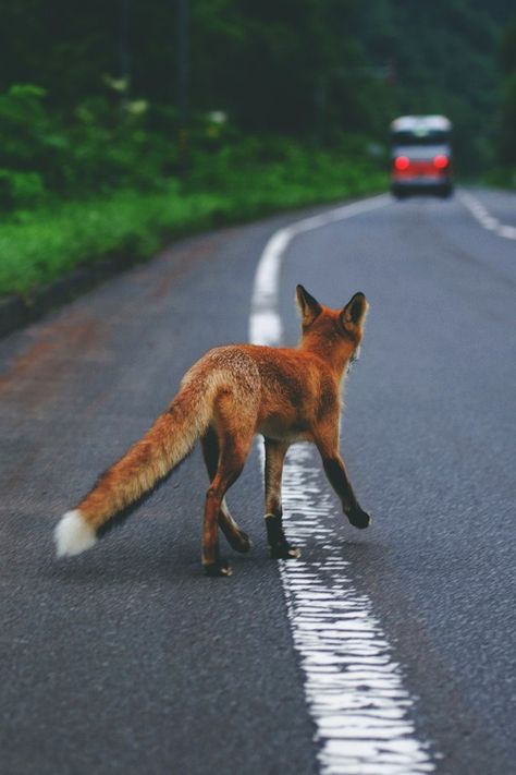 Fox Fox Aesthetic, Fantastic Fox, Creature Feature, Charles Bukowski, Cute Fox, Bukowski, Red Fox, Grunge Aesthetic, Beautiful Creatures