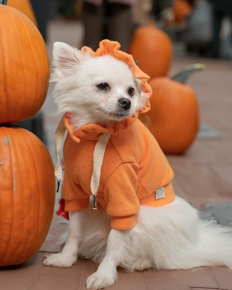 Is there anything better for fall than an orange hoodie? Makes me want to run straight to the pumpkin patch! #doghoodies #halloween #autumnpuppy #readytoautumn🍁🍂 #dogstyle #puppycloth Orange Hoodie, Dog Hoodie, Halloween Halloween, Pumpkin Patch, Dog Clothes, Happy Halloween, Puppies, Orange, Halloween