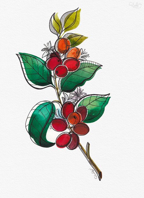 designed by #dushky / #art #illustration #watercolor #design #tattoo #coffee #plant #coffeeaddict Coffee Plant Illustration Design, Coffee Plant Tattoo Color, Coffee Plant Painting, Coffee Plant Art, Coffee Tree Tattoo, Coffee Plant Drawing, Coffee Flower Tattoo, Coffee Plant Illustration, Coffee Art Illustration