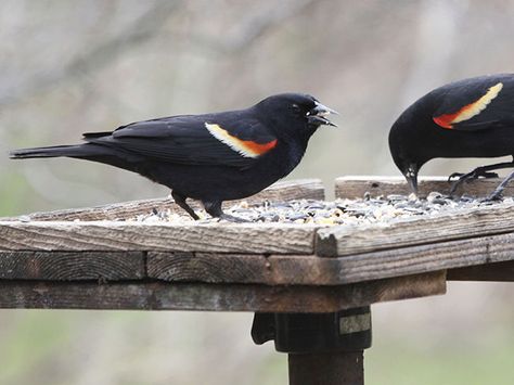 This simple project makes an ample feeder for serving a flock of seed eaters. Crow Platform Feeder, Platform Bird Feeder Diy How To Build, Crow Feeder Diy, Platform Bird Feeder, Bird Feeder Stands, Animal Enrichment, Make A Bird, Make A Bird Feeder, Backyard Sanctuary