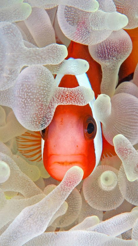 Hidden Fish Coral Reef iPhone se Wallpaper Download | iPhone Wallpapers, iPad wallpapers One-stop Download Iphone 4s Wallpaper, Iphone 6s Wallpaper, Alcohol Ink Glass, Phone Backgrounds Tumblr, Iphone 5s Wallpaper, Wallpapers Ipad, Fish Artwork, Sea Anemone, Underwater Art