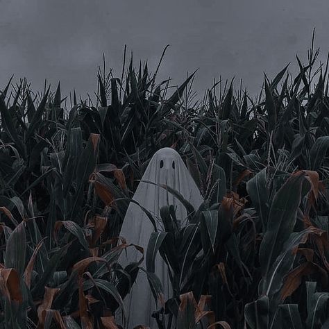 Halloween Autumn, I'm Afraid, To Sleep, Spooky Season, Fall Halloween, In The Dark, Corn, Ghost, Sleep