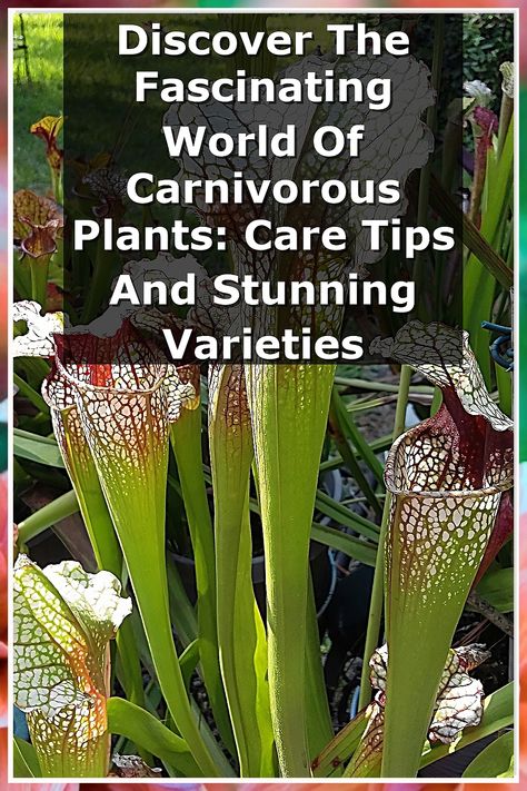 Dive into the captivating realm of carnivorous plants with our guide, "Discover The Fascinating World Of Carnivorous Plants: Care Tips And Stunning Varieties." Uncover essential care tips to keep these unique plants thriving while exploring a stunning array of species. Whether you're a seasoned gardener or a curious beginner, this pin will inspire you to cultivate your own collection of these extraordinary botanical wonders. Plants Care Tips, Carnivorous Plants Care, Pitcher Plants, Plants Care, Pitcher Plant, Carnivorous Plants, Unique Plants, Cat Care, Real Flowers