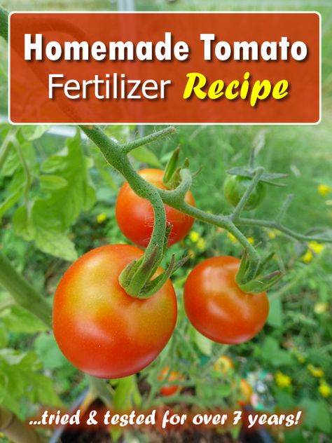 Homemade Tomato Fertilizer Recipe Fertilizer For Tomatoes, Growing Roma Tomatoes, Homemade Plant Food, Homemade Fertilizer, Diy Fertilizer, Tomatoes Growing, Tomato Fertilizer, Frugal Gardening, Gardening Tricks