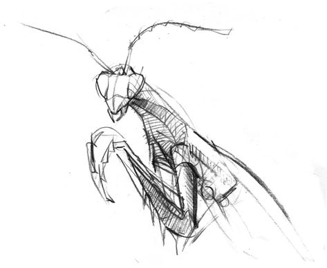 How To Draw A Praying Mantis, Prey Mantis Drawing, Praymantis Drawing, Praying Mantis Sketch, Praying Mantis Drawing, Praying Mantis Art, Mantis Drawing, Prey Mantis, Praying Mantis Tattoo