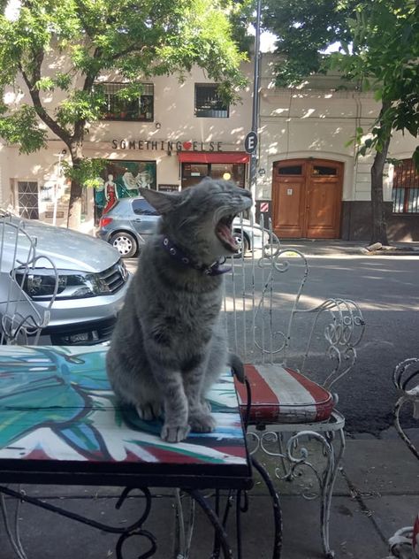 Bookstore Cats, Bodega Cat, Street Cat, Cat Work, Street Cats, Adventure Cat, Cat Obsession, Raining Cats And Dogs, Cat Person