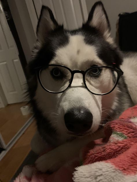 Distracted her with food for this photo. She kept the glasses on for a good minute. #huskypuppies #huskydogs #husky #HuskySibir Husky With Glasses, Border Collie Husky Mix, Golden Retriever Husky Mix, Corgi Husky Mix, Pitbull Husky, German Shepherd Husky Mix, Golden Retriever Husky, Shepherd Mix Dog, Husky Pics