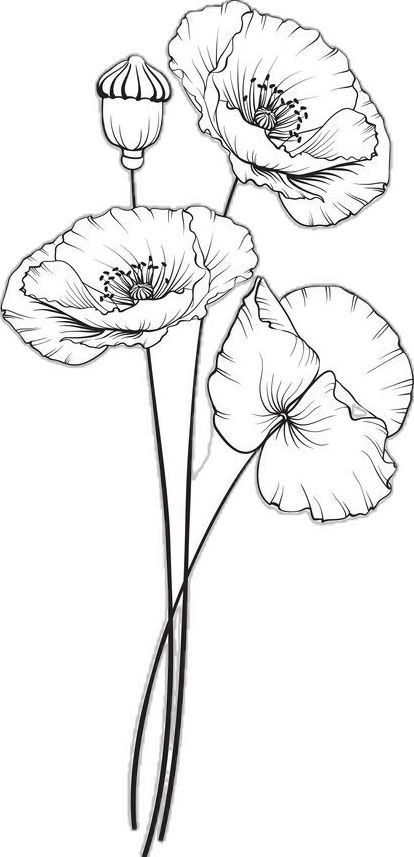 Art Tutorials Drawing Sketches, Poppy Flower Drawing, Poppy Drawing, Flower Line Drawings, Cool Pencil Drawings, Tutorials Drawing, Flower Sketches, Floral Drawing, Drawing Set