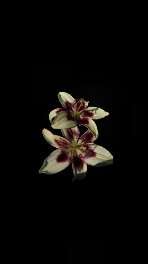 Dark Feminine Flowers, Lilies Black Background, May Flower Wallpaper, Flower Lily Aesthetic, Dark Theme Wallpaper Iphone, Dark Red Flowers Wallpaper, Girly Laptop Wallpapers Hd Wallpaper, Stargazer Lily Wallpaper, Flower With Black Background Wallpaper