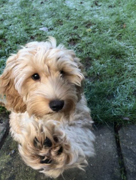 Cute golden cockapoo giving paw in the garden Golden Cockapoo, Cockapoo Puppy, Rabbit Cages, In The Garden, Puppy Love, The Garden, Golden Retriever, Super Cute, Puppies