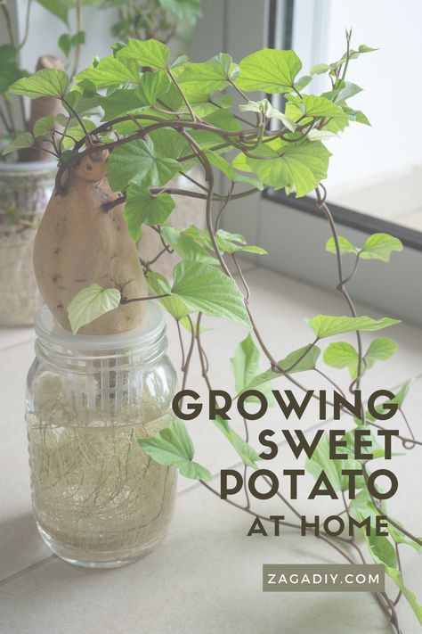 Grow Sweet Potatoes, Potato Plant, Sweet Potato Plant, Growing Sweet Potatoes, Herb Jar, Potato Vines, Plastic Basket, Purple Sweet Potatoes, Growing Potatoes