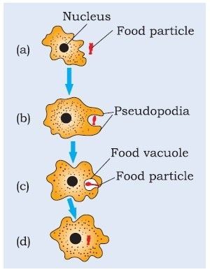 Nutrition-in-Amoeba Important Diagrams for CBSE Class 10 Biology Nutrition In Amoeba Diagram, Nutrition In Amoeba, Amoeba Diagram, Bio Diagrams, Science Diagram, Biology Lesson Plans, Class Drawing, Biology Diagrams, Science Diagrams