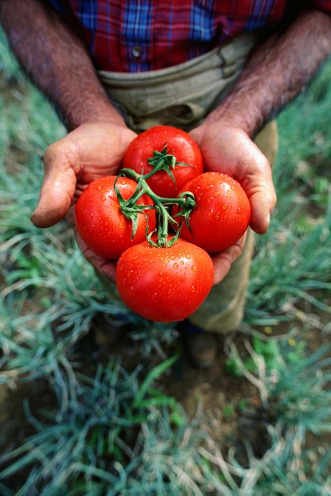 How to Preserve Fresh Tomato Salsa | eHow.com Canned Stewed Tomatoes, Tomato Problems, Growing Tomatoes Indoors, Growing Organic Tomatoes, Natural Bug Spray, Tomato Farming, Growing Tomatoes In Containers, Canning Diced Tomatoes, Fresh Tomato Salsa