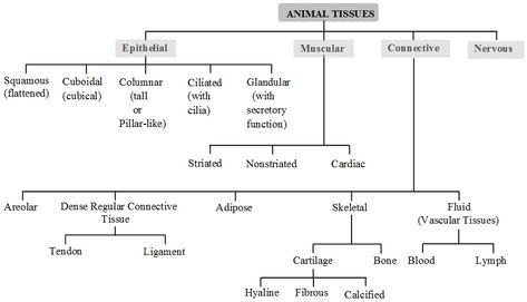 What are the Four Basic Types of Tissue in Animals - A Plus Topper Animals Classification, Nervous Tissue, Cell Biology Notes, Muscular Tissue, Epithelial Tissue, Animal Tissue, Tissue Biology, Microbiology Study, Learn Biology