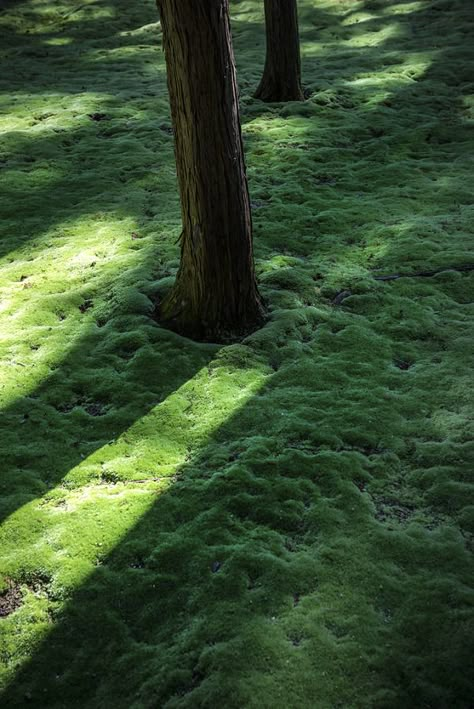 NIIV on Tumblr Headless Angel, Not Aesthetic, Lake Girl, Green Inspiration, Dreamy Photography, Chronicles Of Narnia, Green Grass, Green Aesthetic, Nara