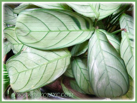 Prayer Plant, Common Names, Fish Bone, Chia, Full Hd, House Plants, Plants, Green, Pattern