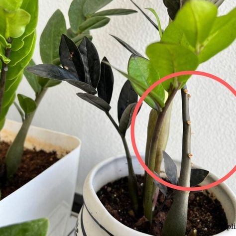 How To Fix A Leggy ZZ Plant? (Causes+What To Do) – Simplify Plants How To Divide Plants, Zz Plant Potting Ideas, How To Propagate A Zz Plant, Z Z Plant, Dividing Plants, Zz Plant Care, Zz Plants, Plant Tips, Bush Plant