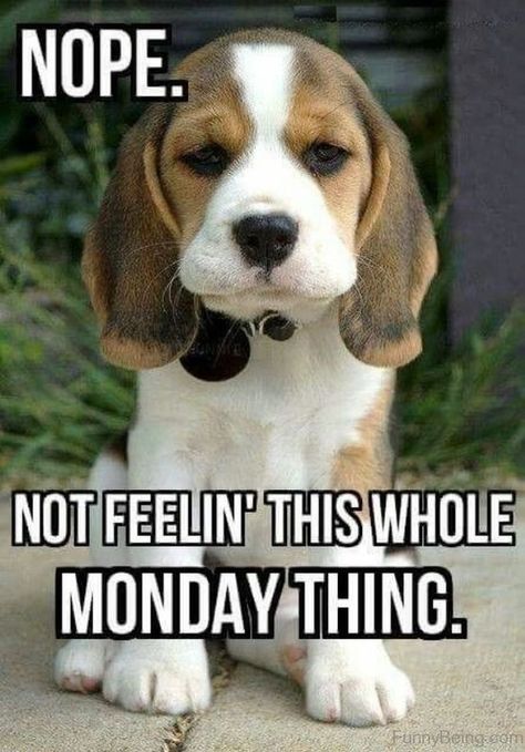 50 RANDOM MEMES FOR TODAY #824 Funny Monday Memes, Montag Motivation, I Hate Mondays, Monday Memes, Weekday Quotes, Monday Humor, Morning Quotes Funny, Monday Quotes, Beagle Puppy