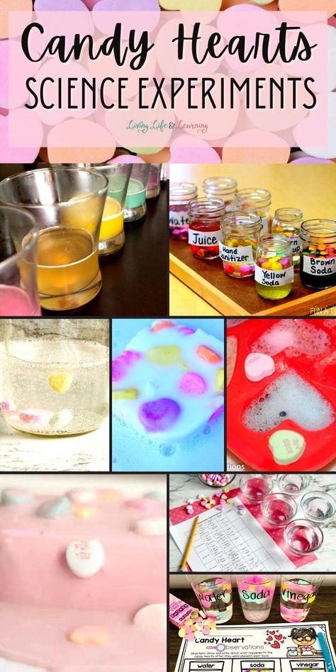 These awesome Candy Heart Science Experiments are sure to bring out tons of energy in your homeschoolers as they explore scientific concepts while having fun at the same time! Try the Dissolving Candy Hearts Experiment, Dancing Hearts Experiment, and more, for an awesome homeschool activity this Valentine's Day! Dancing Hearts Science Experiment, Candy Heart Science Experiment, Kindergarten Science Curriculum, Kindergarten Science Experiments, Candy Science Experiments, Dancing Hearts, Heart Science, Kindergarten Science Activities, Candy Science