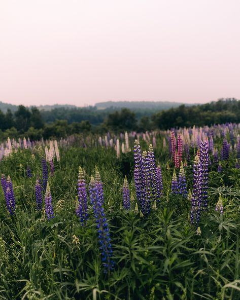 💜 It’s almost lupine season here in northern Maine. We’ve been on the lookout in some of our usual spots, but haven’t seen any yet this year. Here are a few shots from a lupine field in Presque Isle last year. If you see any lupines popping up in the County, let us know where 😍. #lupine #lupines #maine #visitaroostook #visitmaine #naturelovers #wildflowers #natureisbeautiful #mainenature #lupineseason Presque Isle Maine, Lupin Field, Lupine Field, Lupine Flowers, Northern Maine, Visit Maine, Painting Reference, Presque Isle, Flower Gardens