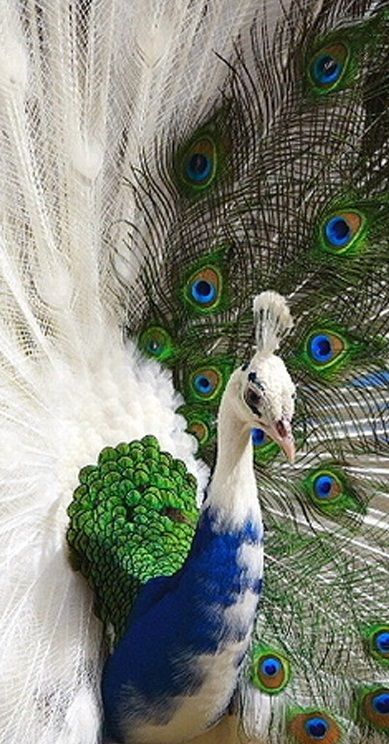 Half-Albino Peacock Albino Peacock, Peacock Photos, White Peacock, Peacock Art, Wild Nature, Exotic Birds, Amazing Animals, Pretty Birds, Colorful Birds