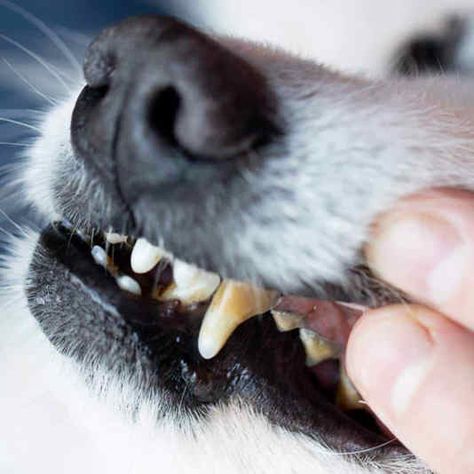 Here are 8 easy ways to clean your dog's teeth at home without brushing and help with tartar and plaque buildup. How To Clean Dogs Teeth At Home, Clean Dogs Teeth, Tartar Teeth, Plaque Teeth, Pet Dental Care, Tartar Removal, Dogs Teeth, Dental Treats, Yellow Teeth