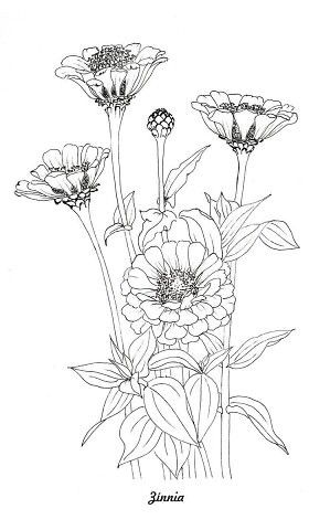 Flower Tats, Book Black And White, Wood Burning Patterns Stencil, Ink Flowers, Cards Homemade, Flower Line Drawings, Master Board, Color Drawing Art, Zinnia Flowers