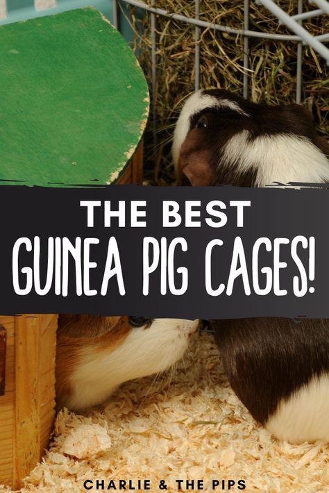 Guinea Pig Information, Pig Habitat, Pig Facts, Diy Guinea Pig Cage, Guinea Pig Cages, Pig Care, Guinea Pig Accessories, Pet Guinea Pigs, Guinea Pig Toys