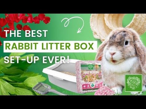 How To Set Up a Rabbit Litter Box (For Beginners) - YouTube Rabbit Litter, Rabbit Litter Box, Rose Bedding, How To Set Up, Litter Box